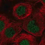 Merck Anti-TNFRSF10A antibody produced in rabbit