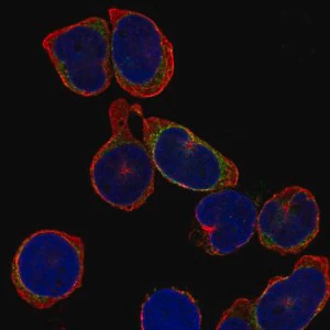 Merck Anti-IGLL1 antibody produced in rabbit