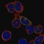 Merck Anti-IGLL1 antibody produced in rabbit