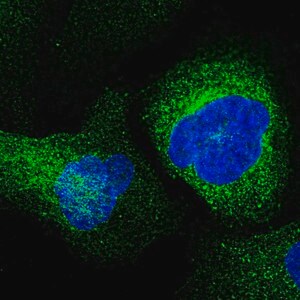 Merck Anti-ESAM antibody produced in rabbit