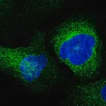 Merck Anti-ESAM antibody produced in rabbit