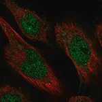 Merck Anti-CAMTA2 antibody produced in rabbit