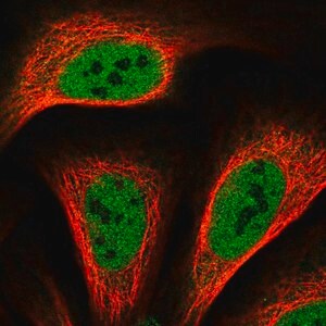 Merck Anti-TRERF1 antibody produced in rabbit