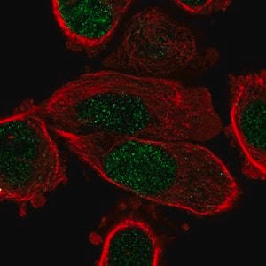 Merck Anti-PPARG antibody produced in rabbit