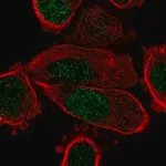 Merck Anti-PPARG antibody produced in rabbit