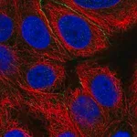 Merck Anti-EFCAB11 antibody produced in rabbit