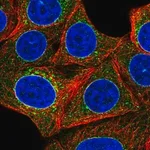 Merck Anti-TOR1A antibody produced in rabbit