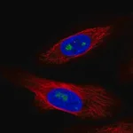 Merck Anti-ZNF57 antibody produced in rabbit
