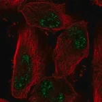 Merck Anti-ADAMTS4 antibody produced in rabbit