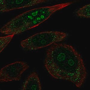 Merck Anti-BRINP2 antibody produced in rabbit