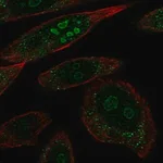 Merck Anti-BRINP2 antibody produced in rabbit