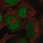 Merck Anti-ZRANB2 antibody produced in rabbit