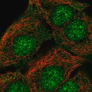 Merck Anti-SORCS2 antibody produced in rabbit