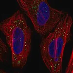 Merck Anti-TMEM54 antibody produced in rabbit