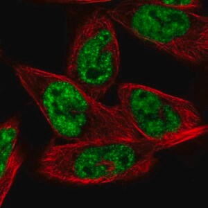 Merck Anti-MORF4L1 antibody produced in rabbit