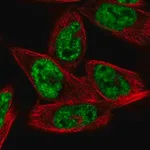 Merck Anti-MORF4L1 antibody produced in rabbit