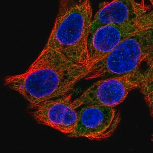 Merck Anti-SRP54 antibody produced in rabbit