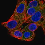 Merck Anti-SRP54 antibody produced in rabbit