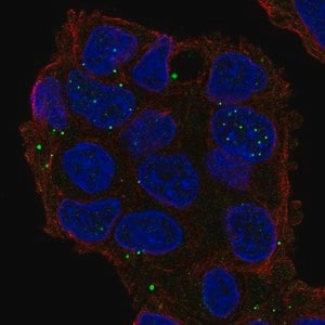 Merck Anti-GRASP antibody produced in rabbit