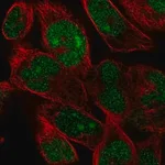 Merck Anti-FAM204A antibody produced in rabbit