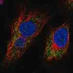 Merck Anti-MTX3 antibody produced in rabbit