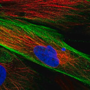 Merck Anti-FAM167B antibody produced in rabbit