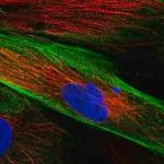 Merck Anti-FAM167B antibody produced in rabbit