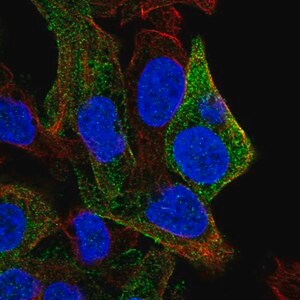Merck Anti-SDPR antibody produced in rabbit