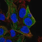 Merck Anti-SDPR antibody produced in rabbit