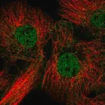 Merck Anti-FAM84B antibody produced in rabbit