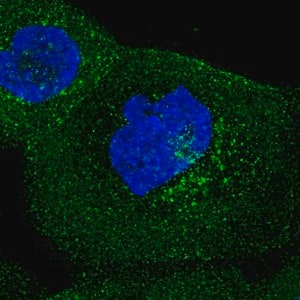 Merck Anti-IFIT5 antibody produced in rabbit