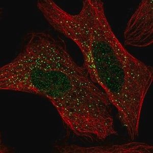 Merck Anti-ADAM32 antibody produced in rabbit