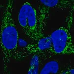 Merck Anti-HEATR6 antibody produced in rabbit