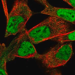 Merck Anti-PIP4K2B antibody produced in rabbit