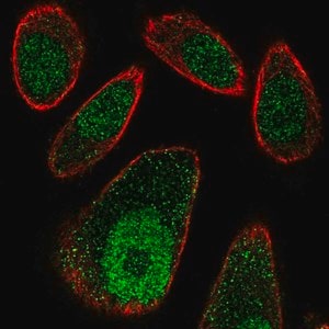 Merck Anti-FBXO27 antibody produced in rabbit
