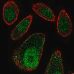 Merck Anti-FBXO27 antibody produced in rabbit