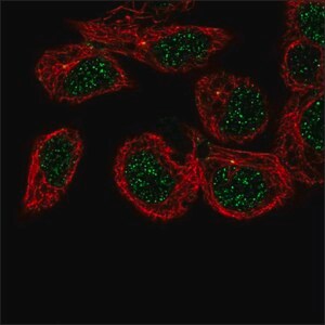 Merck Anti-CAMSAP3 antibody produced in rabbit