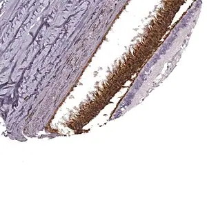 Merck Anti-PDC antibody produced in rabbit