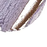 Merck Anti-PDC antibody produced in rabbit