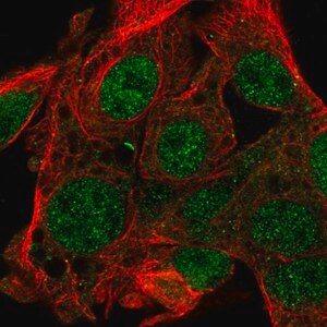 Merck Anti-FAM222B antibody produced in rabbit
