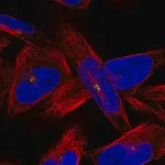 Merck Anti-AMN1 antibody produced in rabbit