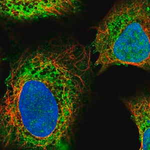 Merck Anti-ITPR2 antibody produced in rabbit