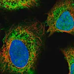 Merck Anti-ITPR2 antibody produced in rabbit