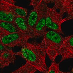 Merck Anti-TLX2 antibody produced in rabbit