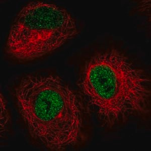 Merck Anti-IRF2BP2 antibody produced in rabbit