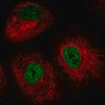 Merck Anti-IRF2BP2 antibody produced in rabbit