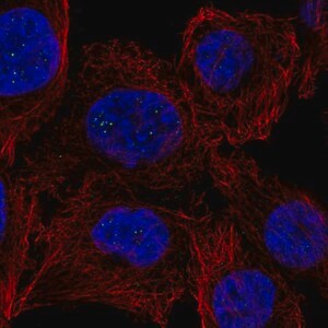 Merck Anti-PPM1M antibody produced in rabbit