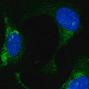 Merck Anti-FBXO21 antibody produced in rabbit