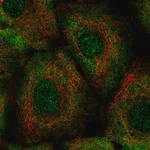 Merck Anti-LTB4R2 antibody produced in rabbit