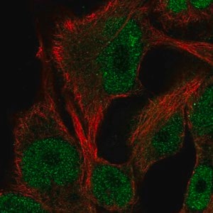 Merck Anti-ITPKB antibody produced in rabbit